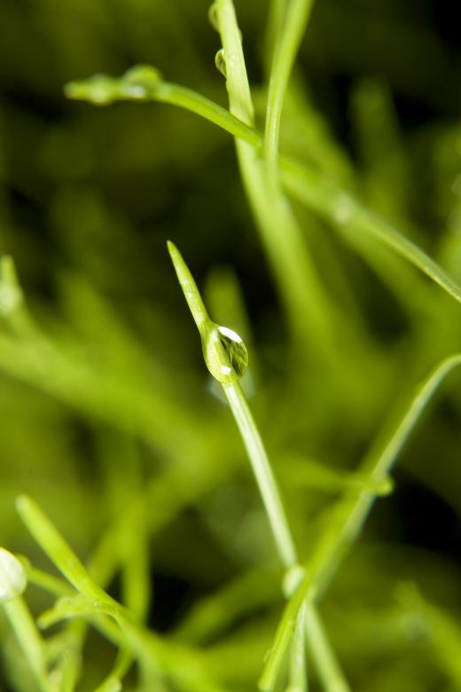 Free stock image of Wet grass created by 2happy