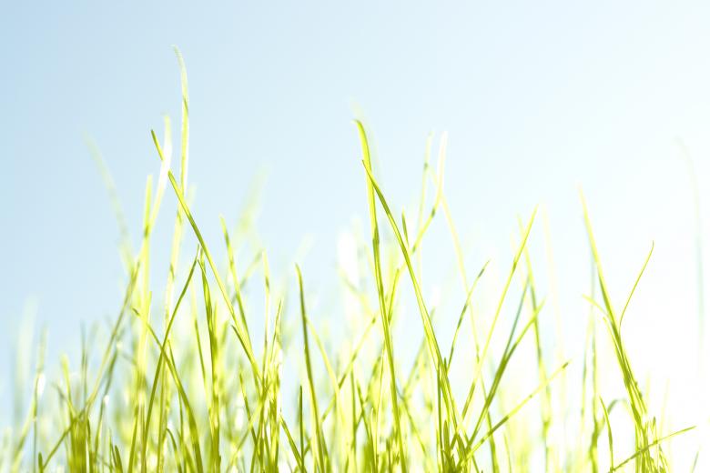 Free stock image of Spring grass created by 2happy