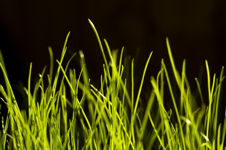 Free stock image of Grass created by 2happy
