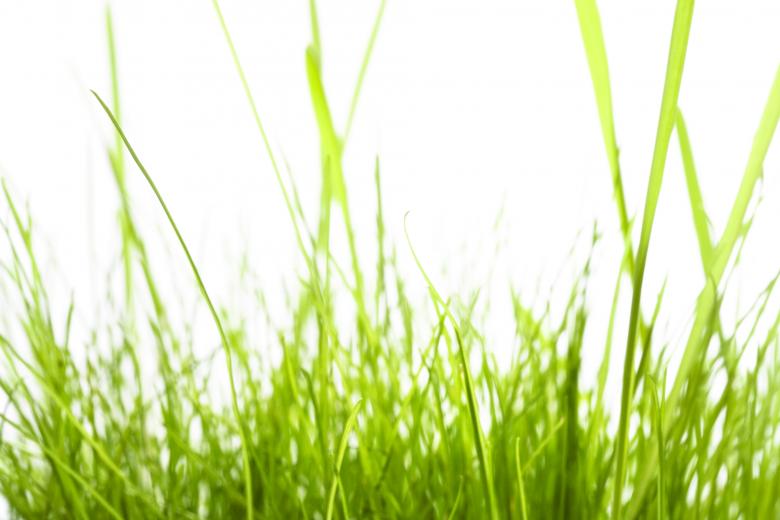 Free stock image of Green grass created by 2happy