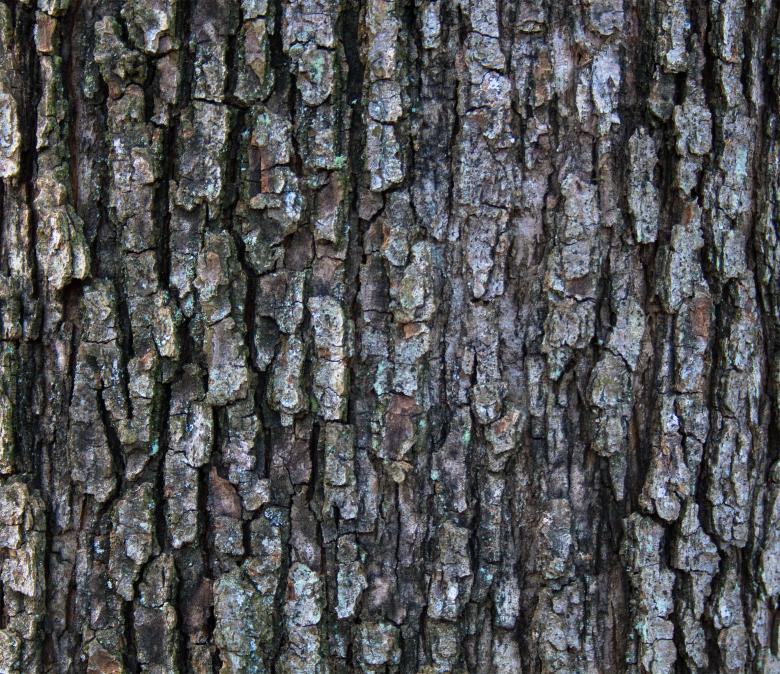 Free stock image of Wood bark created by Alen