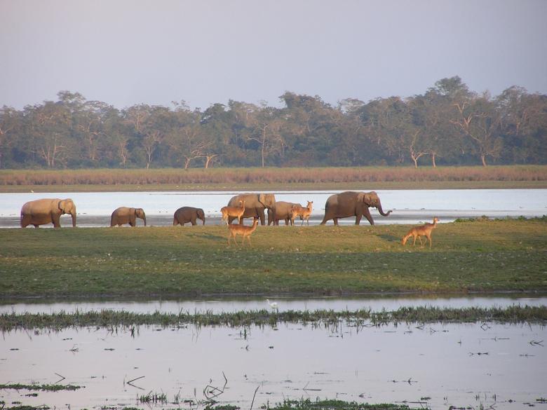 Free stock image of Elephants and Deer back in home at Dusk created by Amar Roy