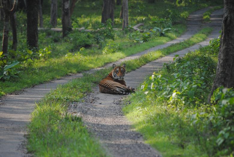 Free stock image of Resting Tiger at Jungle Path created by Amar Roy