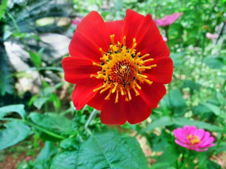 Free stock image of Mexican sunflower created by Anuraj R V