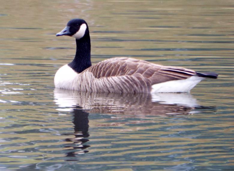 Free stock image of Canada Goose created by Charles Ray