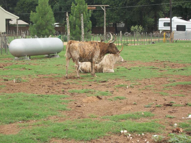 Free stock image of Longhorn Steer created by delicopsch56