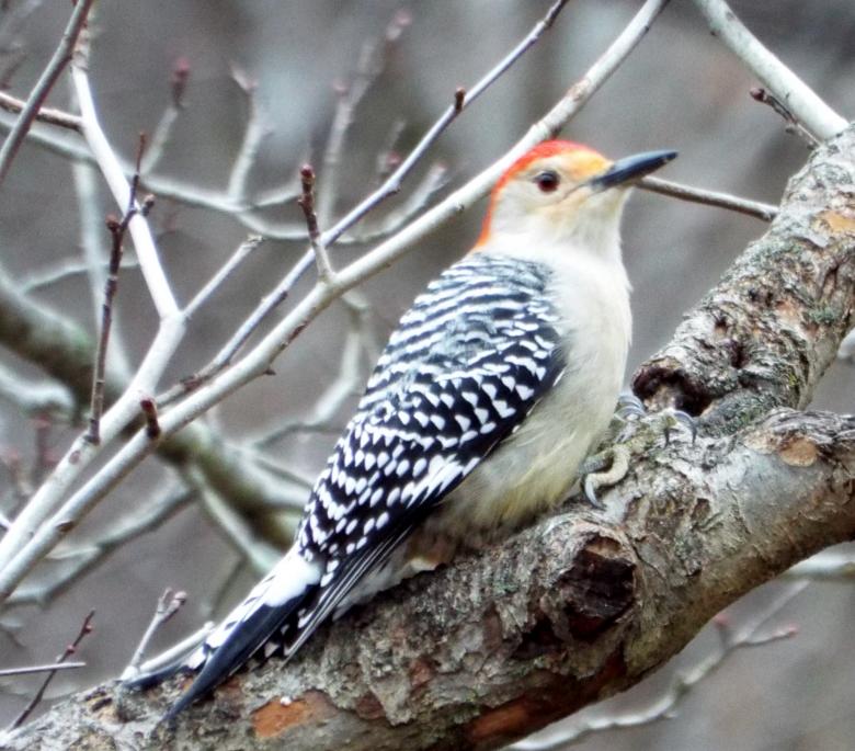 Free stock image of Redheaded Woodpecker created by Charles Ray