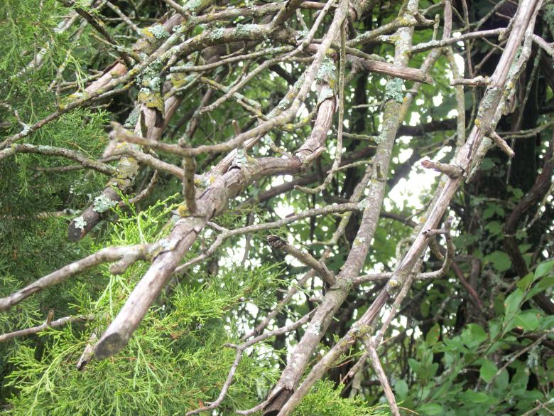 Free stock image of Trees created by delicopsch56