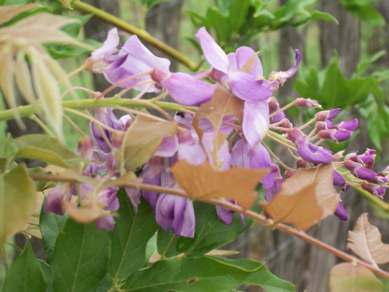 Free stock image of Purple flower branch created by delicopsch56