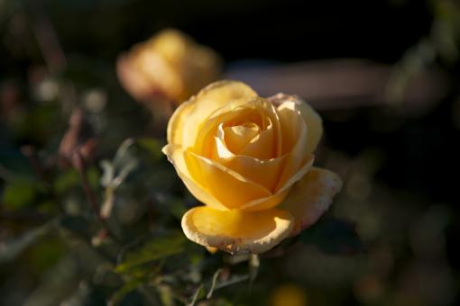 Yellow rose