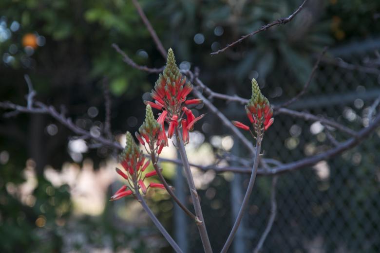 Free stock image of Fruit stand flower created by dana richardson