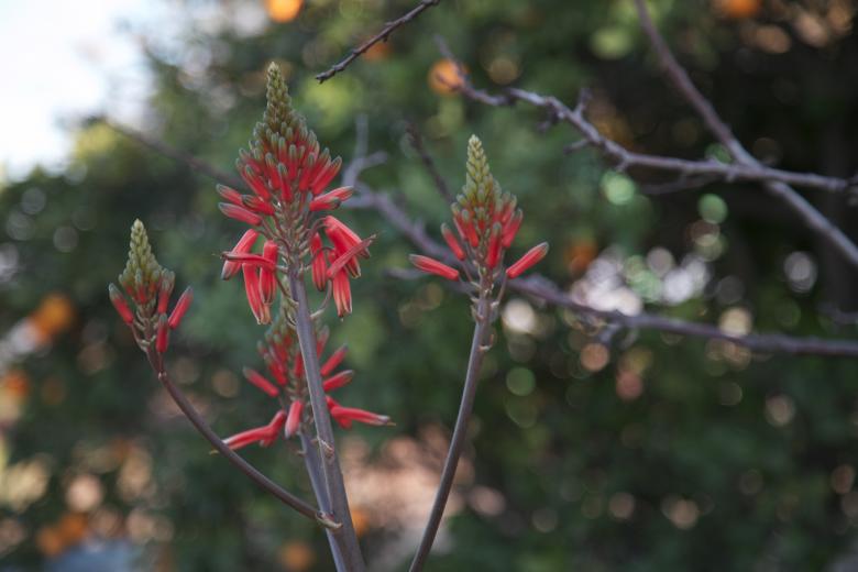 Free stock image of Fruit stand flower created by dana richardson
