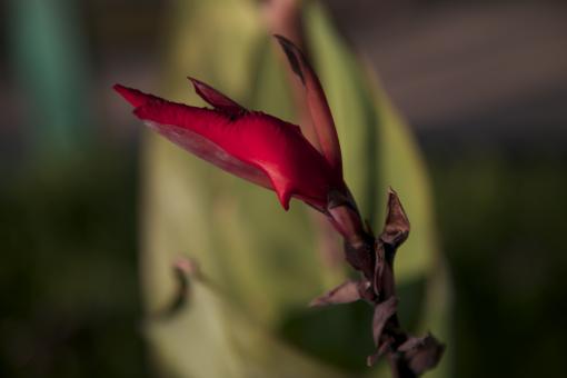 Red bud