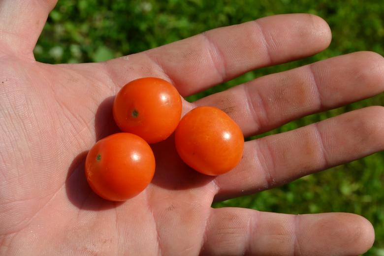 Free stock image of Tomatoes created by Tomas Adomaitis