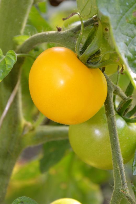 Free stock image of Tomatoes created by Tomas Adomaitis