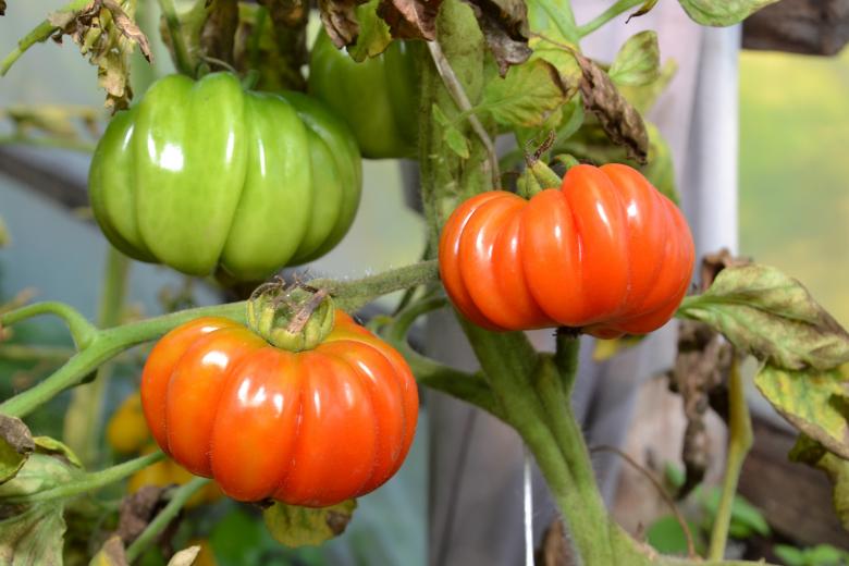 Free stock image of Tomatoes created by Tomas Adomaitis