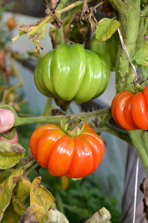 Free stock image of Tomatoes created by Tomas Adomaitis