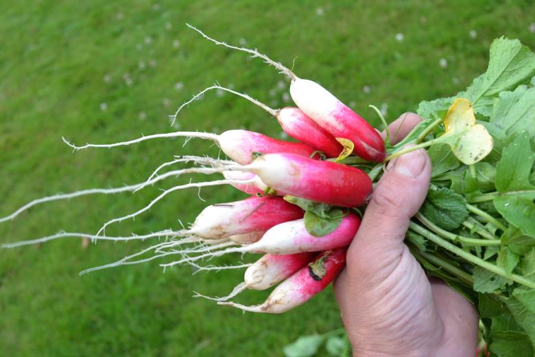 Free stock image of Red radishes created by Tomas Adomaitis