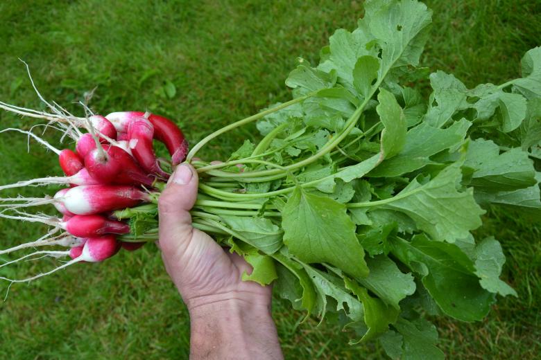 Free stock image of Red radishes created by Tomas Adomaitis
