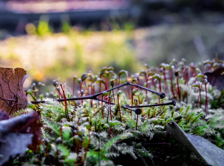 Free stock image of A colony of weird plants created by Janis Urtans