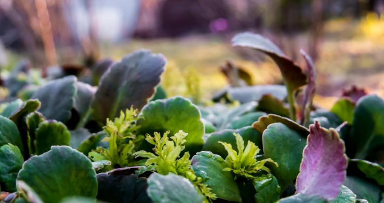 Free stock image of Some plants created by Janis Urtans