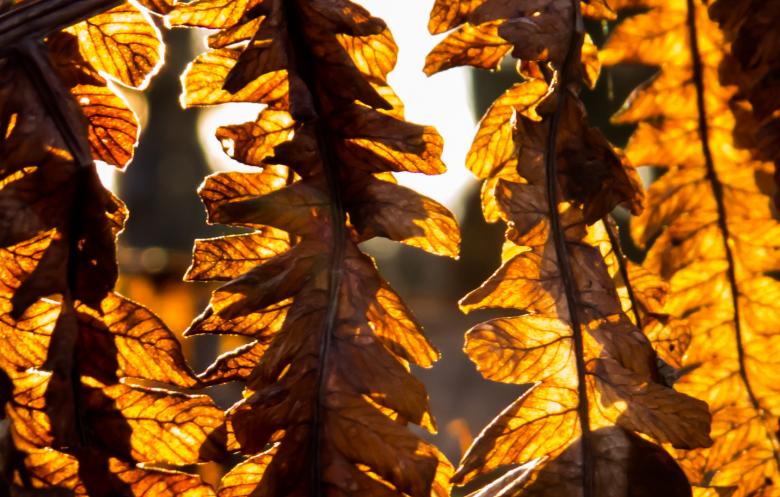 Free stock image of Dried leaves created by Janis Urtans