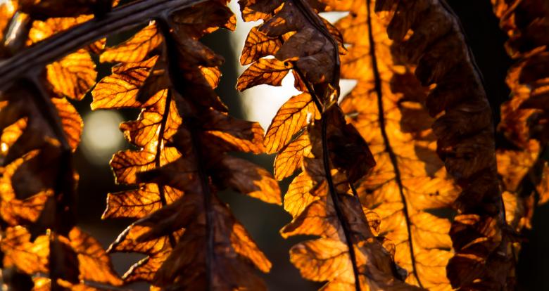 Free stock image of Dried leaves created by Janis Urtans