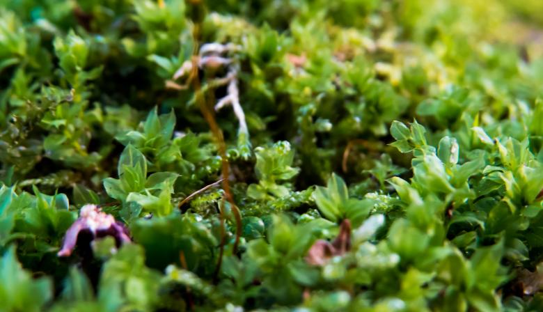 Free stock image of Some plants created by Janis Urtans