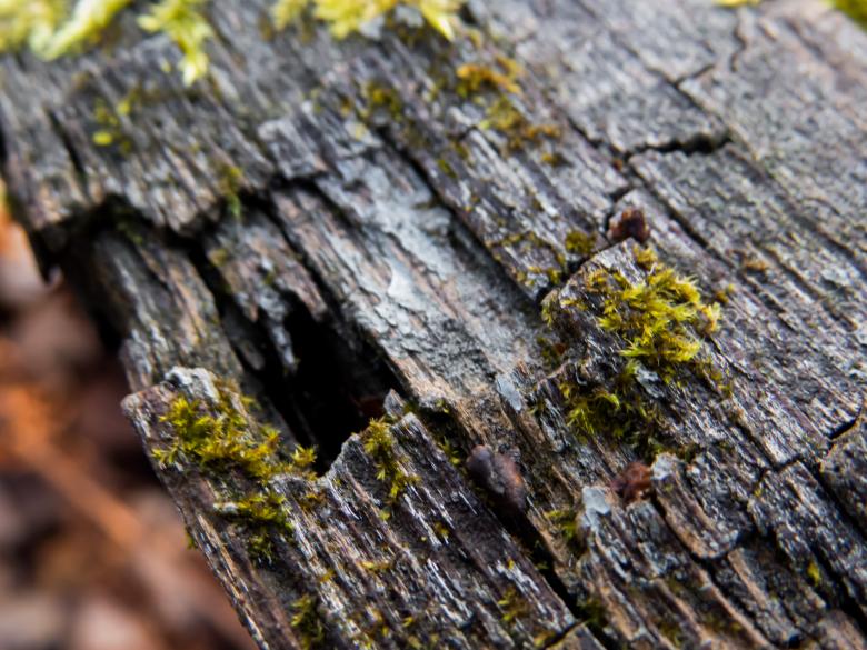 Free stock image of Old tree created by Janis Urtans
