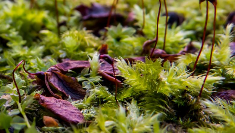 Free stock image of Weird nature created by Janis Urtans