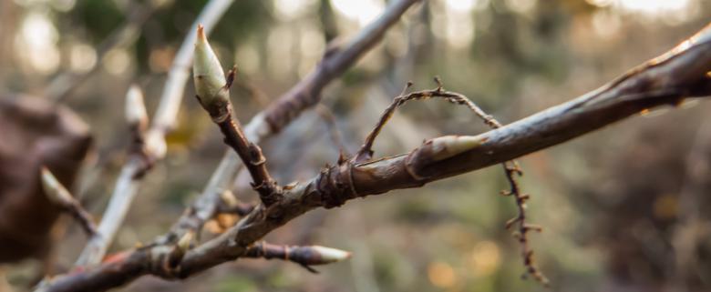 Free stock image of Just a branch  created by Janis Urtans