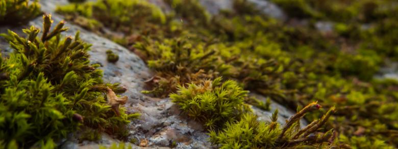 Free stock image of Macro path  created by Janis Urtans