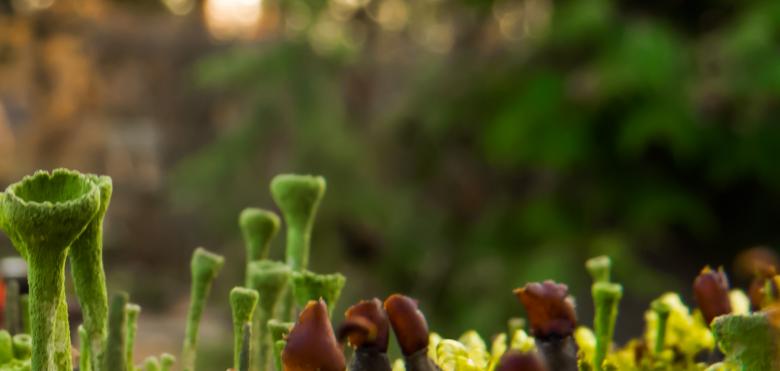 Free stock image of Weird plant created by Janis Urtans