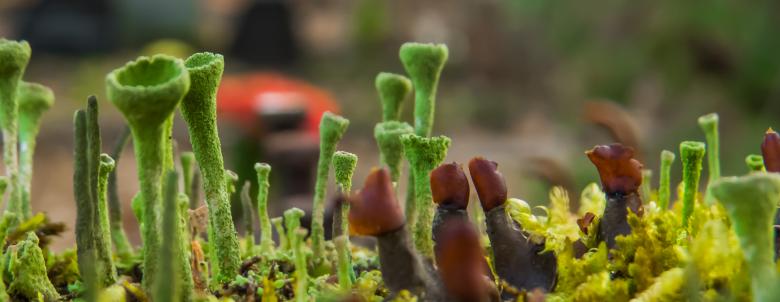Free stock image of Weird plant created by Janis Urtans