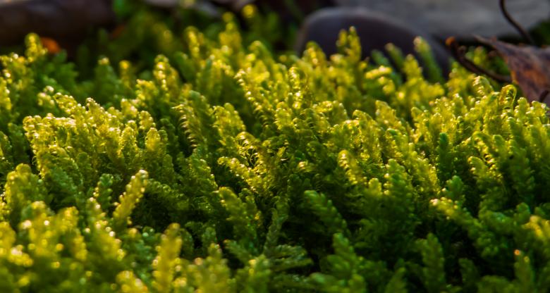Free stock image of Moss created by Janis Urtans