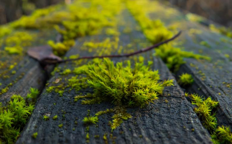 Free stock image of Wild plant created by Janis Urtans