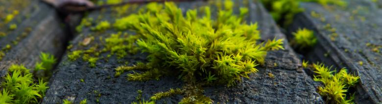 Free stock image of Wild plant created by Janis Urtans