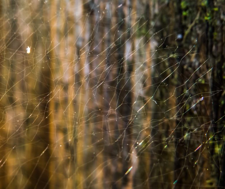 Free stock image of Spider web art created by Janis Urtans