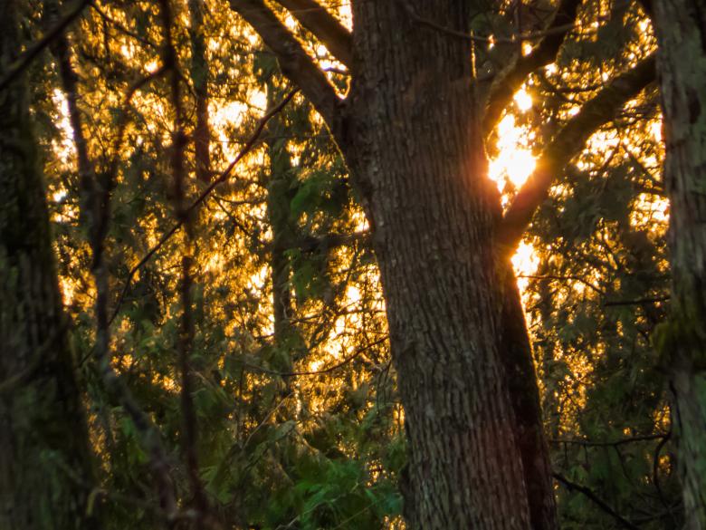 Free stock image of Sunset behind a tree created by Janis Urtans