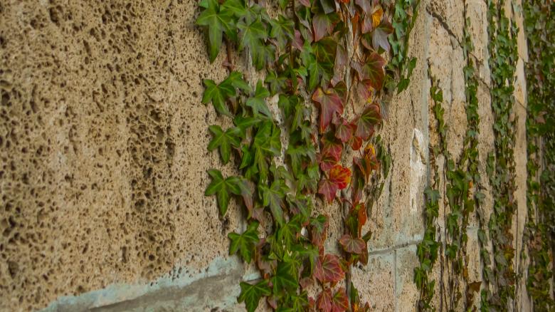 Free stock image of Wall plant  created by Janis Urtans