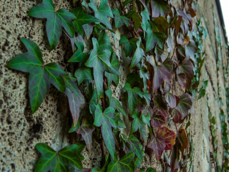 Free stock image of Wall plant created by Janis Urtans