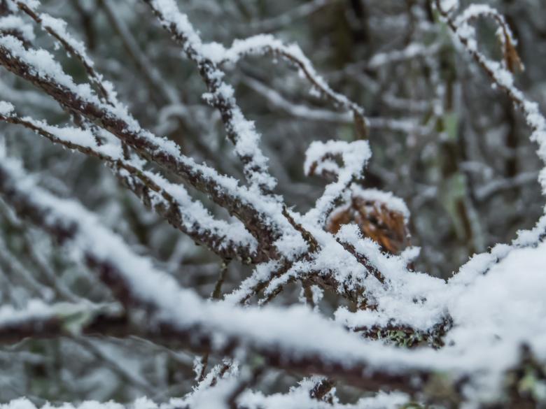 Free stock image of Snowy Forest created by Janis Urtans