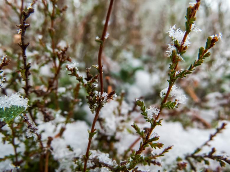 Free stock image of Snowy Forest created by Janis Urtans