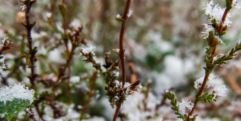 Free stock image of Snowy Forest created by Janis Urtans