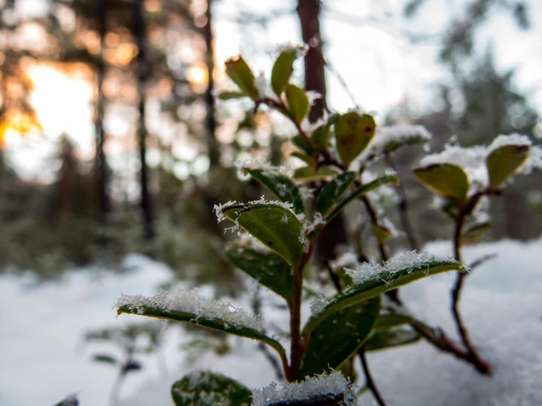 Free stock image of Snowy Forest created by Janis Urtans