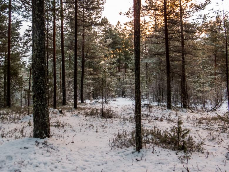Free stock image of Snowy Forest created by Janis Urtans