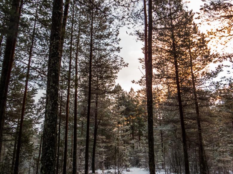 Free stock image of Snowy Forest created by Janis Urtans
