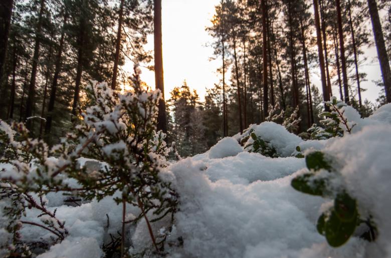 Free stock image of Snowy Forest created by Janis Urtans