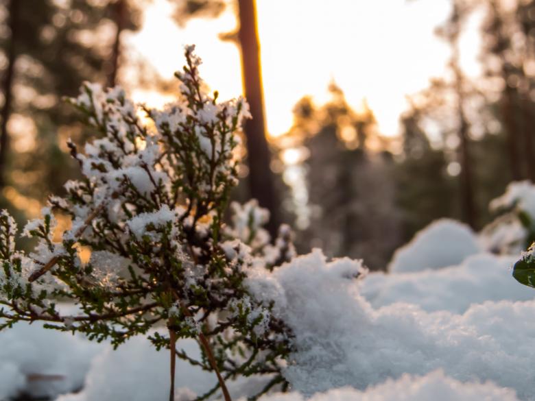 Free stock image of Snowy Forest created by Janis Urtans