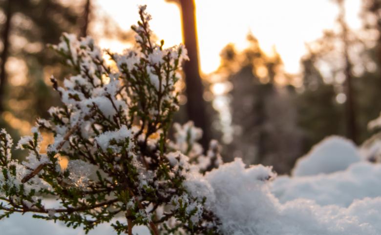 Free stock image of Snowy Forest created by Janis Urtans